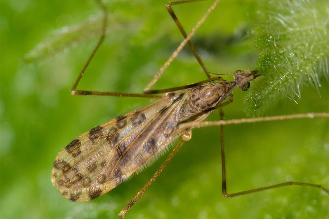 Ocelot Twist-tail Cranefly - Ilisia maculata - Geoff Foale