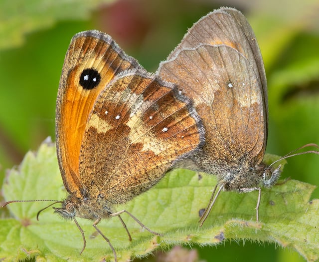 Nature Diary by Geoff Foale | A difficult year for butterflies