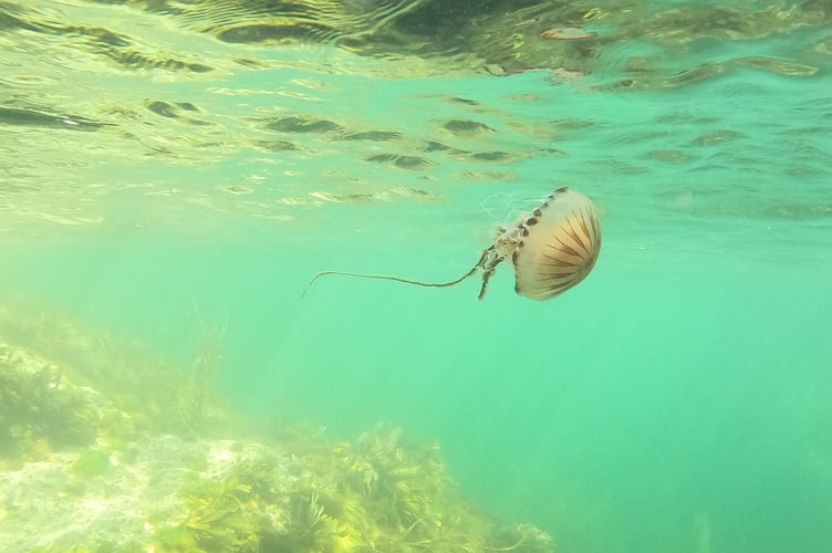 Nature Diary 11.09.2024 Compass Jellyfish