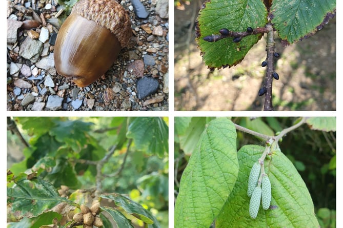 SIgns of Autumn