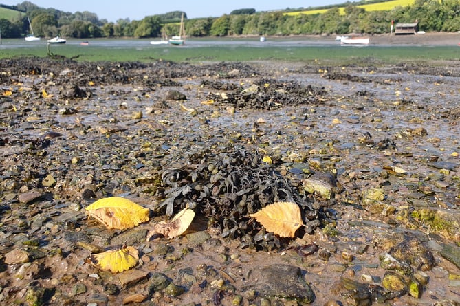 Leaves blowing across the mud