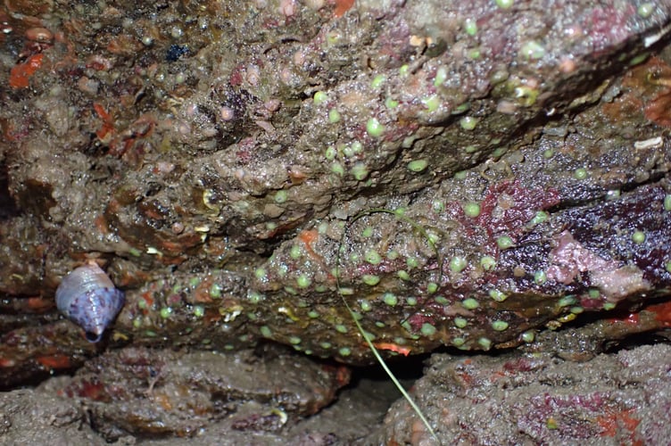 Jewel anemonies on rock overhang