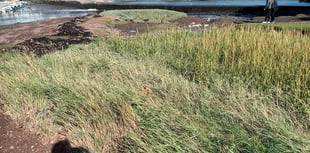 Restoration to be carried out on Stoke Gabriel salt marsh