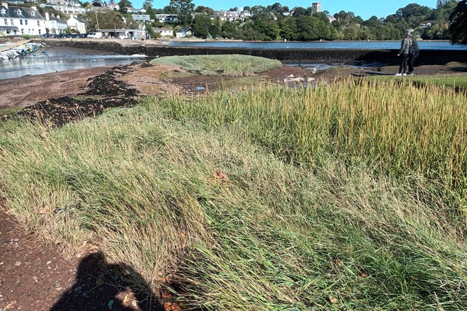 Stoke Gabriel saltmarsh