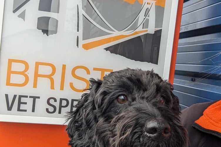 Phoebe the Cockapoo