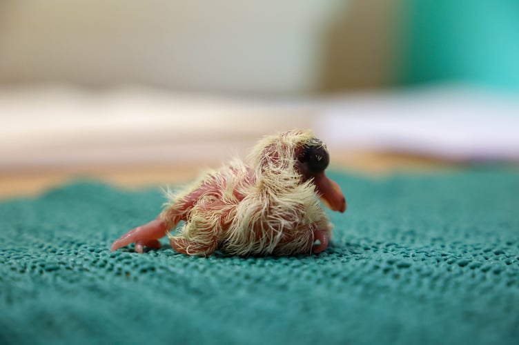 First hand reared pink pigeon squab chick at Paignton Zoo