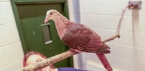 Breeding success sees zoo seeing pink!