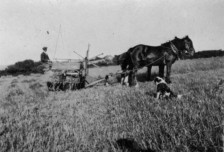 Higher Coombe Farm, East Allington - Pair of horses drawing reaper/binder with man on machinery and farm dog in foreground. 1927.