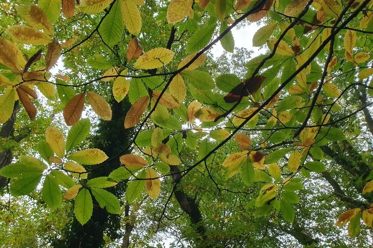 Nature Diary 06.11.2024 Colourful Sweet Chestnut Leaves small - Alice Henderson