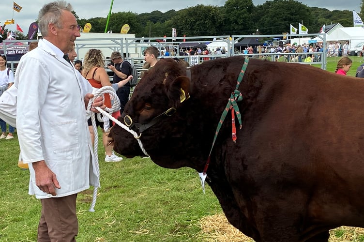 Okehampton Show cow - LDRS