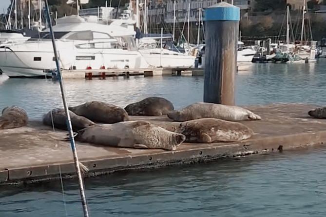 Seals recently spotted resting on a jetty 