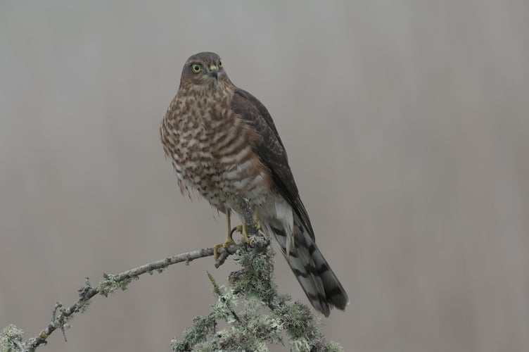 Male sparrow-hawk, photographed from the hide. Lloyd Gray