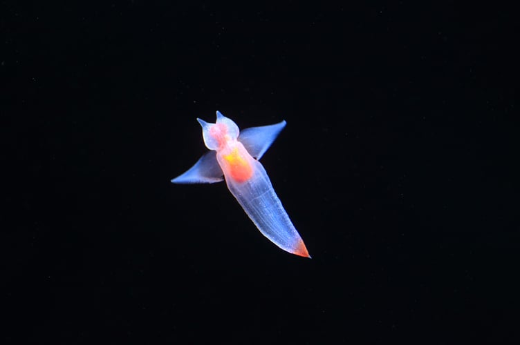 Naked Sea Butterfly or Sea Angel ( Common Clione) in Hokkaido,Japan