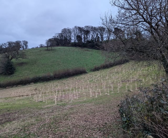 Rooting for the future at Bowden Pillars