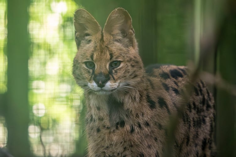 Serval cat