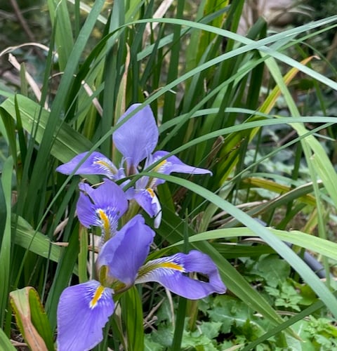 Algerian Iris - Mike Hitch