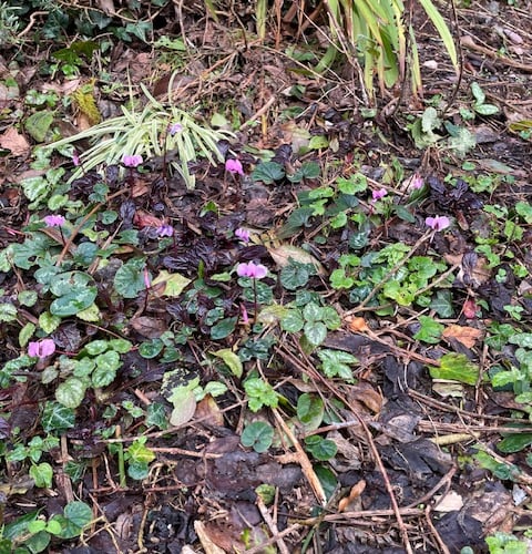 Cyclamen from the Caucasus Mike Hitch