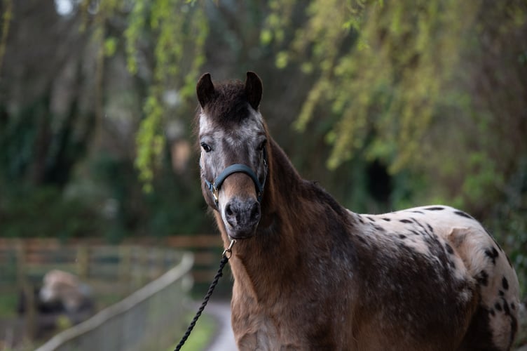 Hugo - Mare and Foal Sanctuary