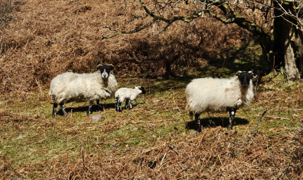 Dog walkers are being urged by police to keep their canines under control, especially during lambing season. 